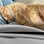 cat, orange_tabby, sleeping, fur, pet, indoor, cozy, relaxed, nap, animal, whiskers, closeup, person, lap, home, domestic, cute, feline, resting, soft