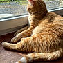 Leo a rejoint le concours — aidez-le/la à gagner de superbes lots ! cat, orange_tabby, windowsill, wooden_surface, indoor, sunlight, relaxed, feline, pet, animal, looking_outside, daylight, fur, tail, ears, whiskers, window, outdoor_view, nature, quiet