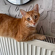 Leo a rejoint le concours — aidez-le/la à gagner de superbes lots ! cat, ginger_cat, tabby, pet, radiator, indoor, feline, animal, cute, relaxed, looking_at_camera, wall_art, mirror, decor, cozy, fur, whiskers, ears, home, resting