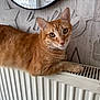 cat, ginger_cat, tabby, pet, radiator, indoor, feline, animal, cute, relaxed, looking_at_camera, wall_art, mirror, decor, cozy, fur, whiskers, ears, home, resting