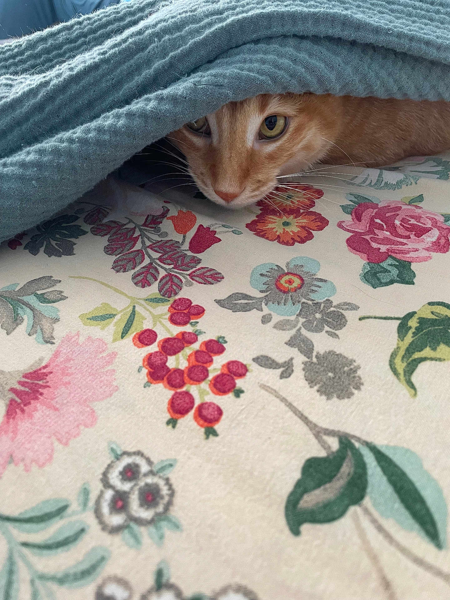 Leo participe au concours pour gagner de l'argent avec cette photo : cat, orange_cat, blanket, floral_pattern, fabric, curious, indoor, pet, whiskers, resting, cozy, closeup, soft_texture, eyes, animal, feline, cute, home, comfort, colorful