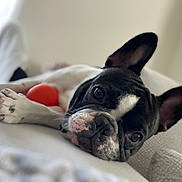 King is registered to the contest to win money with this photo: dog, french_bulldog, pet, animal, couch, indoor, resting, paw, toy, orange_ball, closeup, face, ears, black_and_white, cute, relaxed, home, soft_light, portrait, sleepy