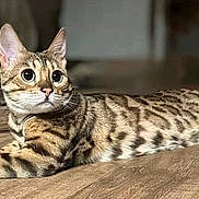 Remi is registered to the contest to win money with this photo: alert, animal, cat, closeup, curious, domestic_cat, ears, eyes, feline, fur_pattern, indoor, lying_down, mammal, pet, relaxed, spotted_cat, stretching, tail, whiskers, wooden_floor