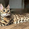 alert, animal, cat, closeup, curious, domestic_cat, ears, eyes, feline, fur_pattern, indoor, lying_down, mammal, pet, relaxed, spotted_cat, stretching, tail, whiskers, wooden_floor