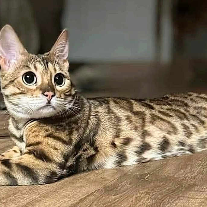 Remi