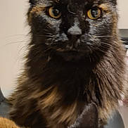 Praline a rejoint le concours — aidez-le/la à gagner de superbes lots ! cat, tortoiseshell_cat, siamese_cat, feline, pet, animal, fur, whiskers, ears, close_up, portrait, indoor, domestic_animal, looking_at_camera, two_animals, mammal, cute, companion, relaxed, soft_light