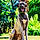 Baloo