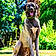 Baloo