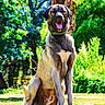 animal, bright, canine, collar, daylight, dog, garden, grass, greenery, happy, mammal, nature, outdoor, pet, portrait, sitting, summer, sunlight, tongue_out, tree