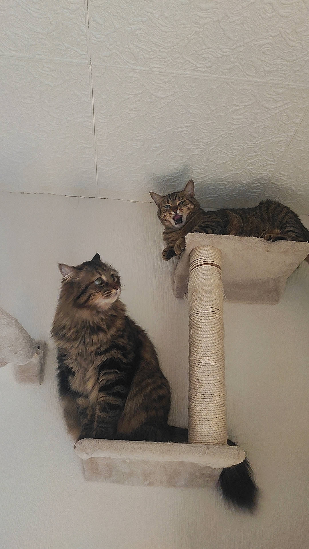 Plume a rejoint le concours — aidez-le/la à gagner de superbes lots ! carnivore, cat, cat_supply, comfort, domestic_short_haired_cat, felidae, fur, grey, paw, pet_supply, room, shelf, small_to_medium_sized_cats, tail, whiskers, window, wood