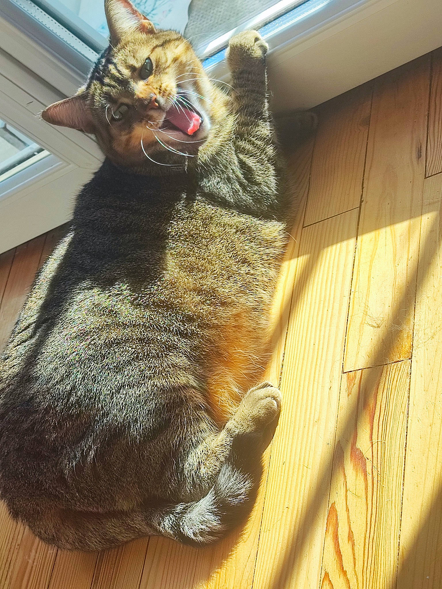 Plume participe au concours pour gagner de l'argent avec cette photo : carnivore, cat, claw, domestic_short_haired_cat, felidae, fur, gesture, hardwood, paw, small_to_medium_sized_cats, snout, tail, terrestrial_animal, whiskers, wood