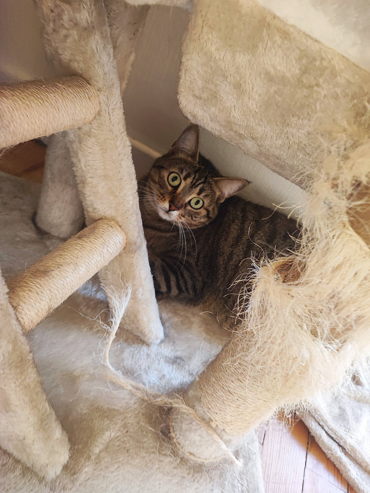 Plume participe au concours pour gagner de l'argent avec cette photo : beige, carnivore, cat, chair, comfort, domestic_short_haired_cat, door, fawn, felidae, fur, linens, paw, small_to_medium_sized_cats, tail, thigh, whiskers, window, wood