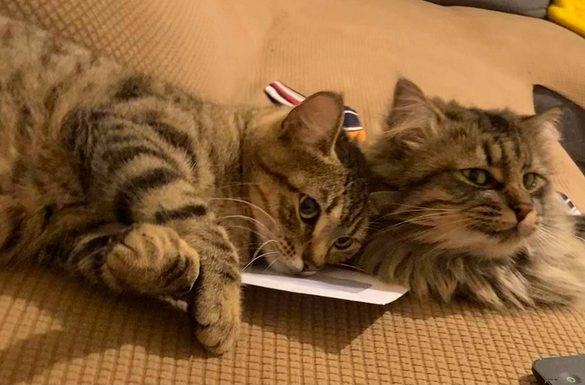 Elena a rejoint le concours — aidez-le/la à gagner de superbes lots ! carnivore, cat, cat_supply, claw, comfort, curious, domestic_short_haired_cat, felidae, fur, paw, small_to_medium_sized_cats, vertebrate, whiskers