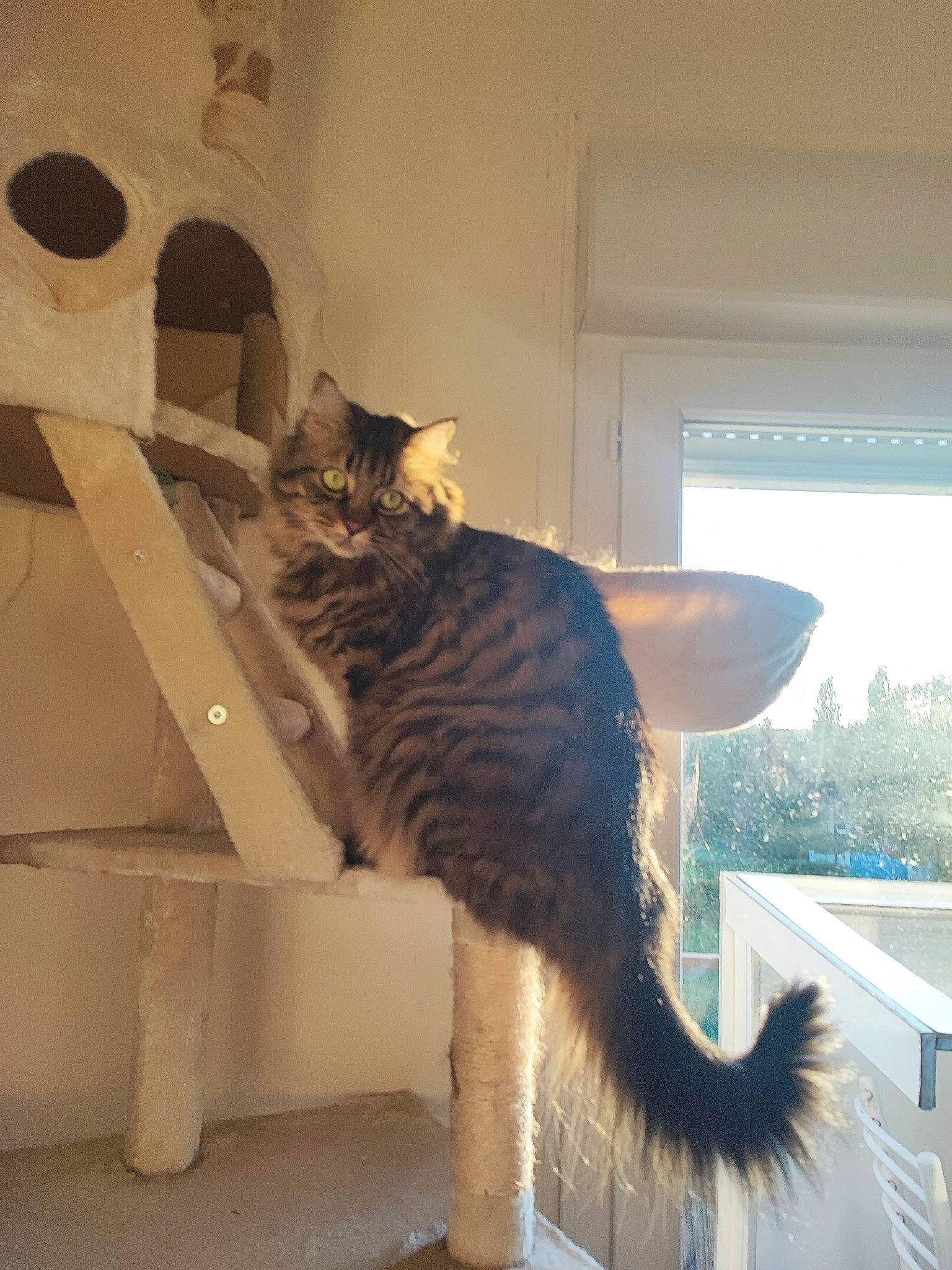 Elena participe au concours pour gagner de l'argent avec cette photo : cardboard, carnivore, cat, chair, comfort, domestic_short_haired_cat, fawn, felidae, flooring, fur, grey, interior_design, plant, room, small_to_medium_sized_cats, stairs, tail, whiskers, window, wood