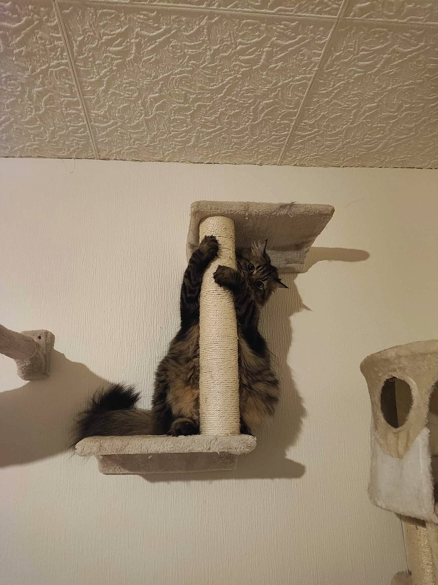 Elena participe au concours pour gagner de l'argent avec cette photo : art, artifact, carving, font, hardwood, metal, monochrome, monochrome_photography, pet_supply, plaster, rectangle, room, shadow, still_life, still_life_photography, tail, tourist_attraction, trunk, visual_arts, wood