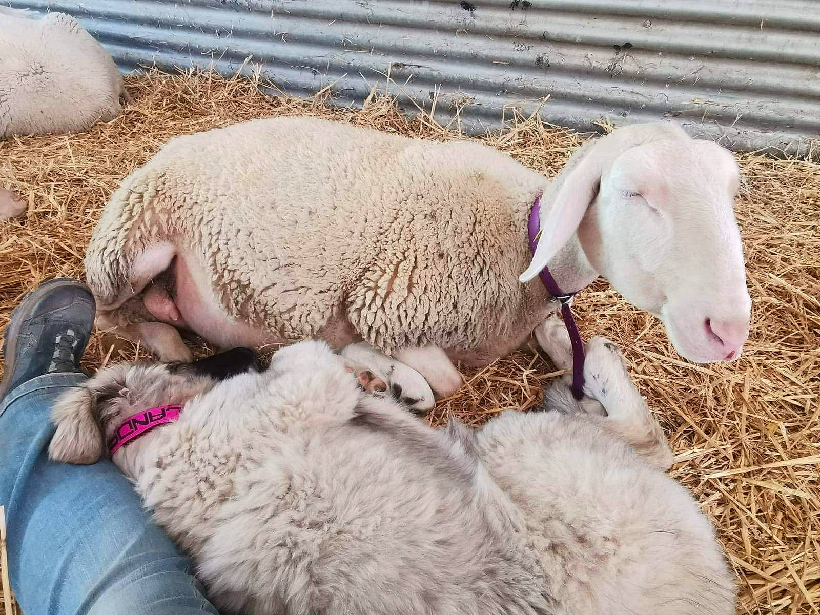Aspen a rejoint le concours — aidez-le/la à gagner de superbes lots ! comfort, cow_goat_family, fawn, fur, goat, goats, grass, hay, herd, landscape, livestock, pasture, sheep, snout, soil, terrestrial_animal, wildlife, wool, working_animal