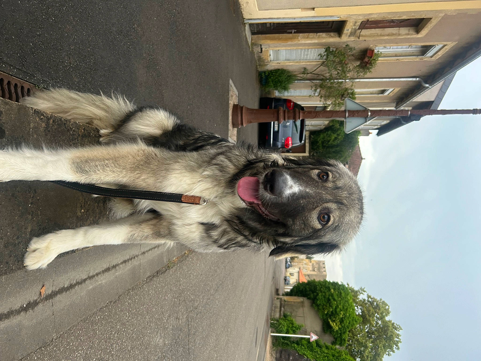 Aspen participe au concours pour gagner de l'argent avec cette photo : automotive_tire, collar, dog_breed, fur, grey, line, palm_tree, plant, sculpture, sky, snout, sporting_group, tail, tree, working_animal