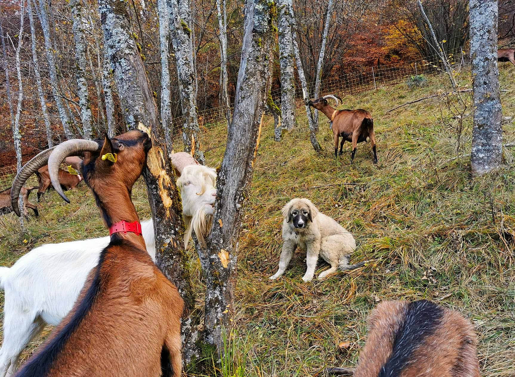 Aspen participe au concours pour gagner de l'argent avec cette photo : adventure, canidae, carnivore, collar, companion_dog, dog, dog_breed, dog_hiking, fawn, forest, grass, mammal, plant, recreation, sporting_group, tree, vertebrate, wildlife, woodland, working_animal