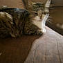cat, tabby_cat, feline, pet, animal, indoor, couch, brown, furniture, resting, blurred, sleepy, whiskers, ears, fur, domestic_animal, household, relaxing, mammal, companion