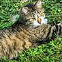 cat, tabby, animal, pet, grass, greenery, outdoor, nature, fur, whiskers, relaxed, resting, sunlight, clover, closeup, mammal, cute, domestic_cat, yellow_eyes, laying_down