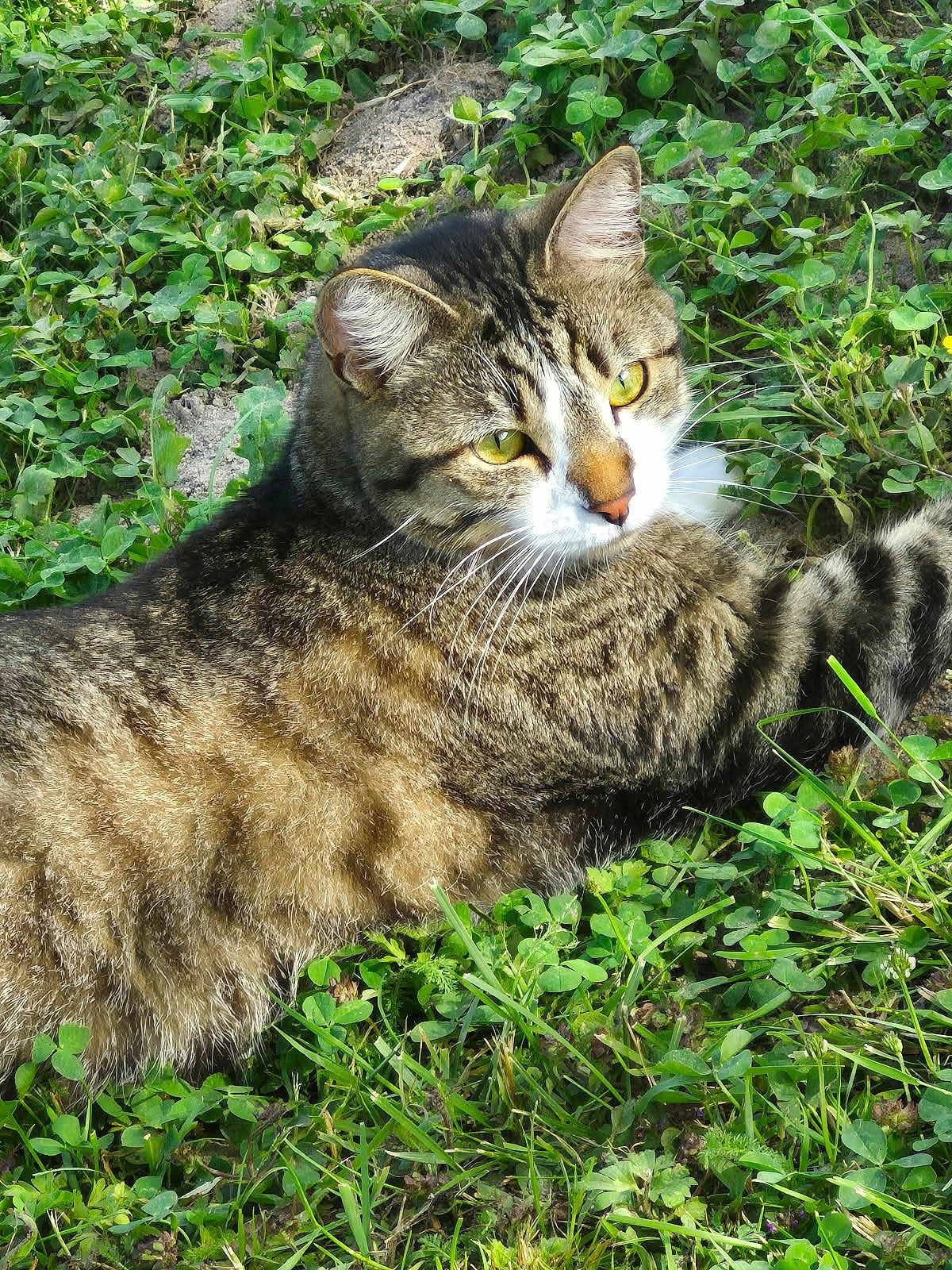 Bébé