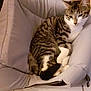 cat, tabby, white_paws, cushion, chair, indoor, pet, feline, striped, relaxed, sleepy, fur, whiskers, tail, comfort, home, animal, resting, domestic, closeup