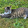 cat, tabby_cat, animal, grass, outdoor, nature, pet, feline, mammal, white_paws, striped, relaxed, lying_down, green, plant, leaf, fur, whiskers, eyes, ears