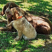 Erka Et Raya a rejoint le concours — aidez-le/la à gagner de superbes lots ! animal, brown_dog, canine, collar, daytime, dog, friendship, fur, grass, nature, outdoor, pets, playful, relaxed, shadow, summer, sunlight, tongue, two_dogs, white_dog