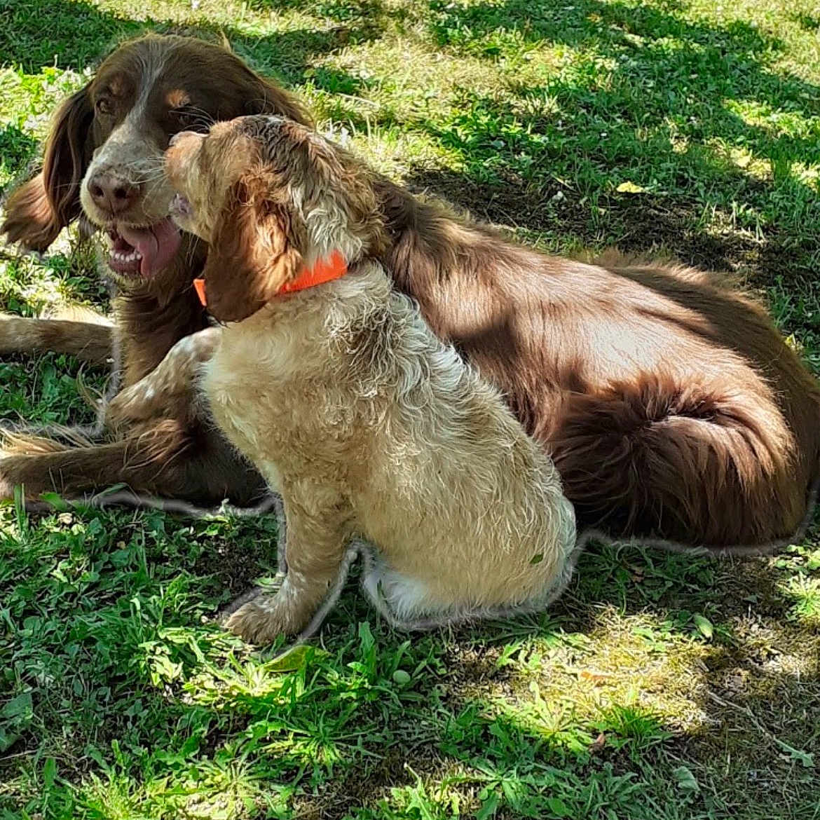 Erka Et Raya a rejoint le concours — aidez-le/la à gagner de superbes lots ! animal, brown_dog, canine, collar, daytime, dog, friendship, fur, grass, nature, outdoor, pets, playful, relaxed, shadow, summer, sunlight, tongue, two_dogs, white_dog