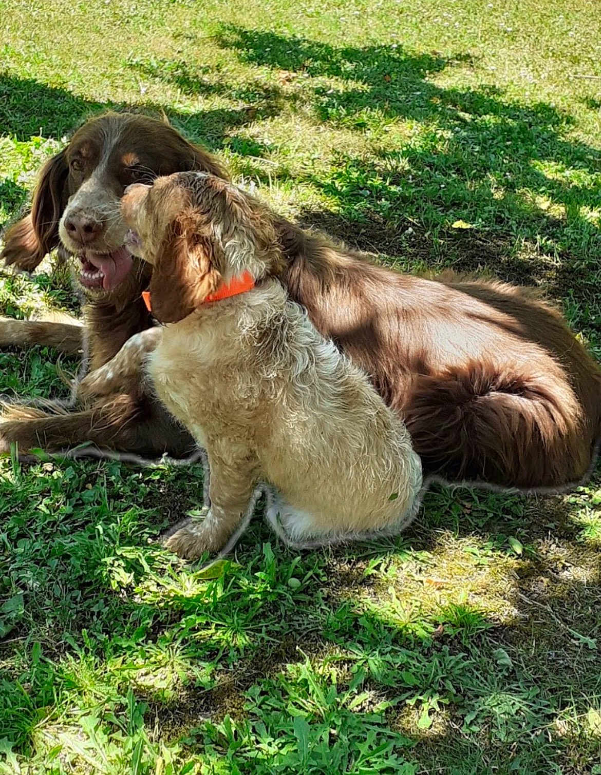 Erka Et Raya a rejoint le concours — aidez-le/la à gagner de superbes lots ! animal, brown_dog, canine, collar, daytime, dog, friendship, fur, grass, nature, outdoor, pets, playful, relaxed, shadow, summer, sunlight, tongue, two_dogs, white_dog