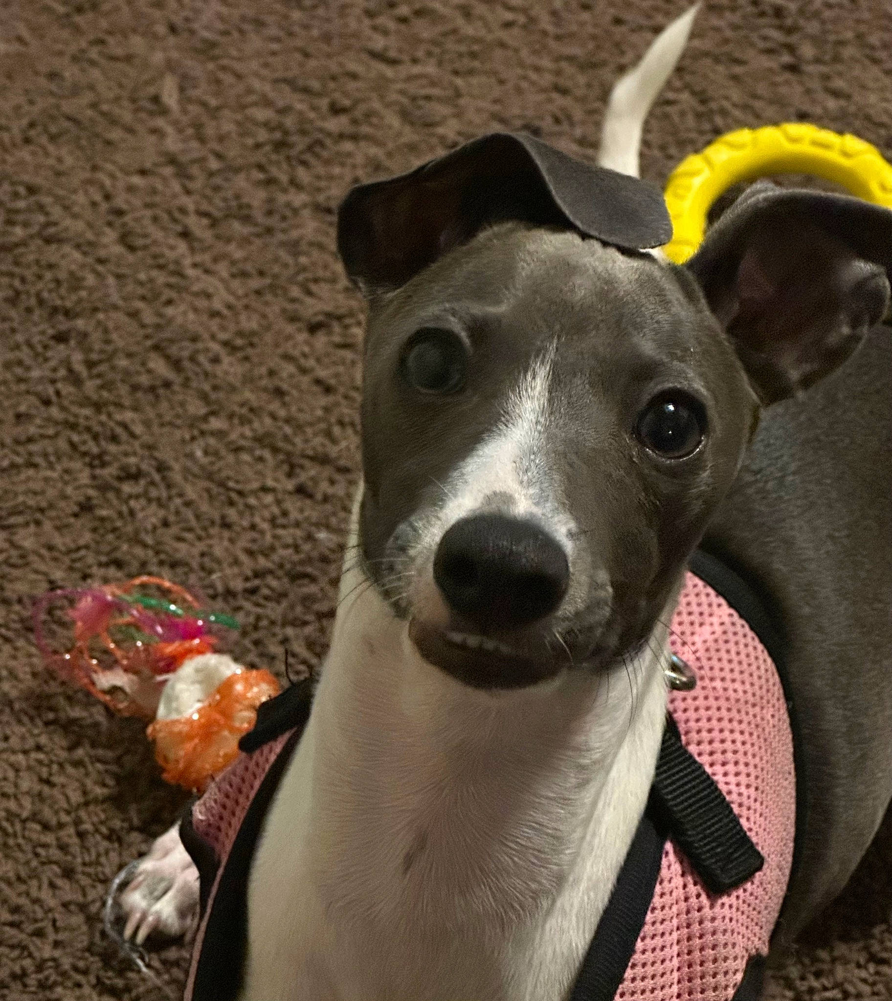 Lulu joined the competition — help win amazing prizes! canidae, carnivore, collar, companion_dog, dog, dog_breed, dog_collar, dog_supply, ear, fashion_accessory, fawn, leash, non_sporting_group, pet_supply, rampur_greyhound, sighthound, snout, sporting_group, whiskers, working_animal