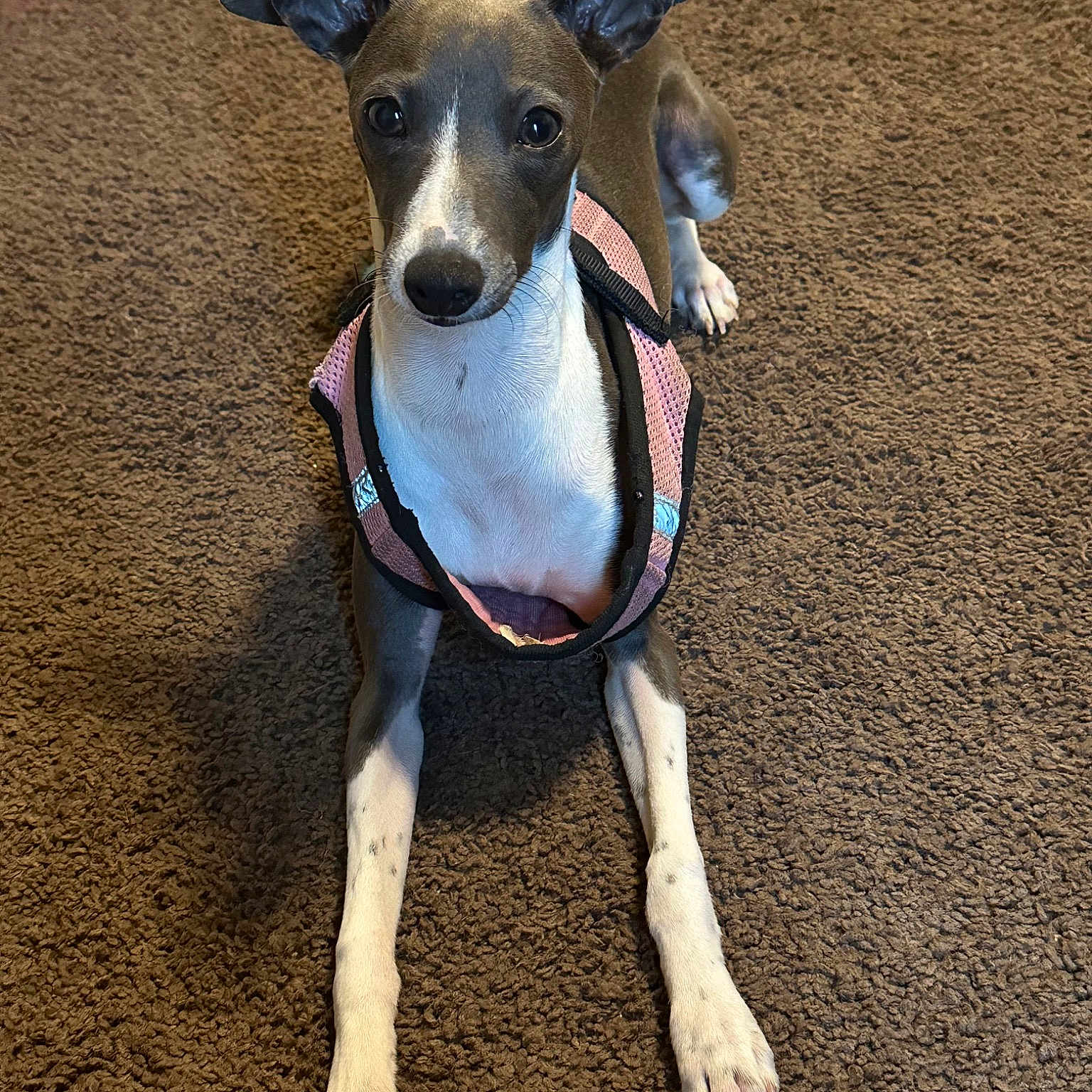 Lulu