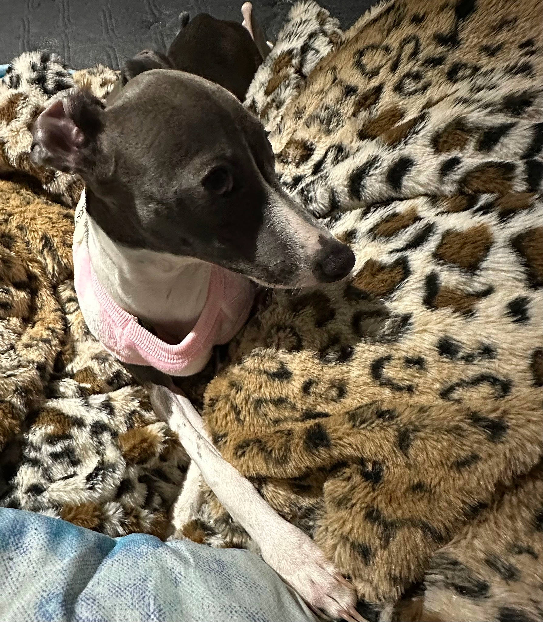 Lulu joined the competition — help win amazing prizes! carnivore, cheetah, collar, companion_dog, dog, dog_breed, dog_collar, fawn, felidae, fur, magyar_agar, pattern, rampur_greyhound, sighthound, snout, sporting_group, terrestrial_animal, whiskers, wildlife, working_animal