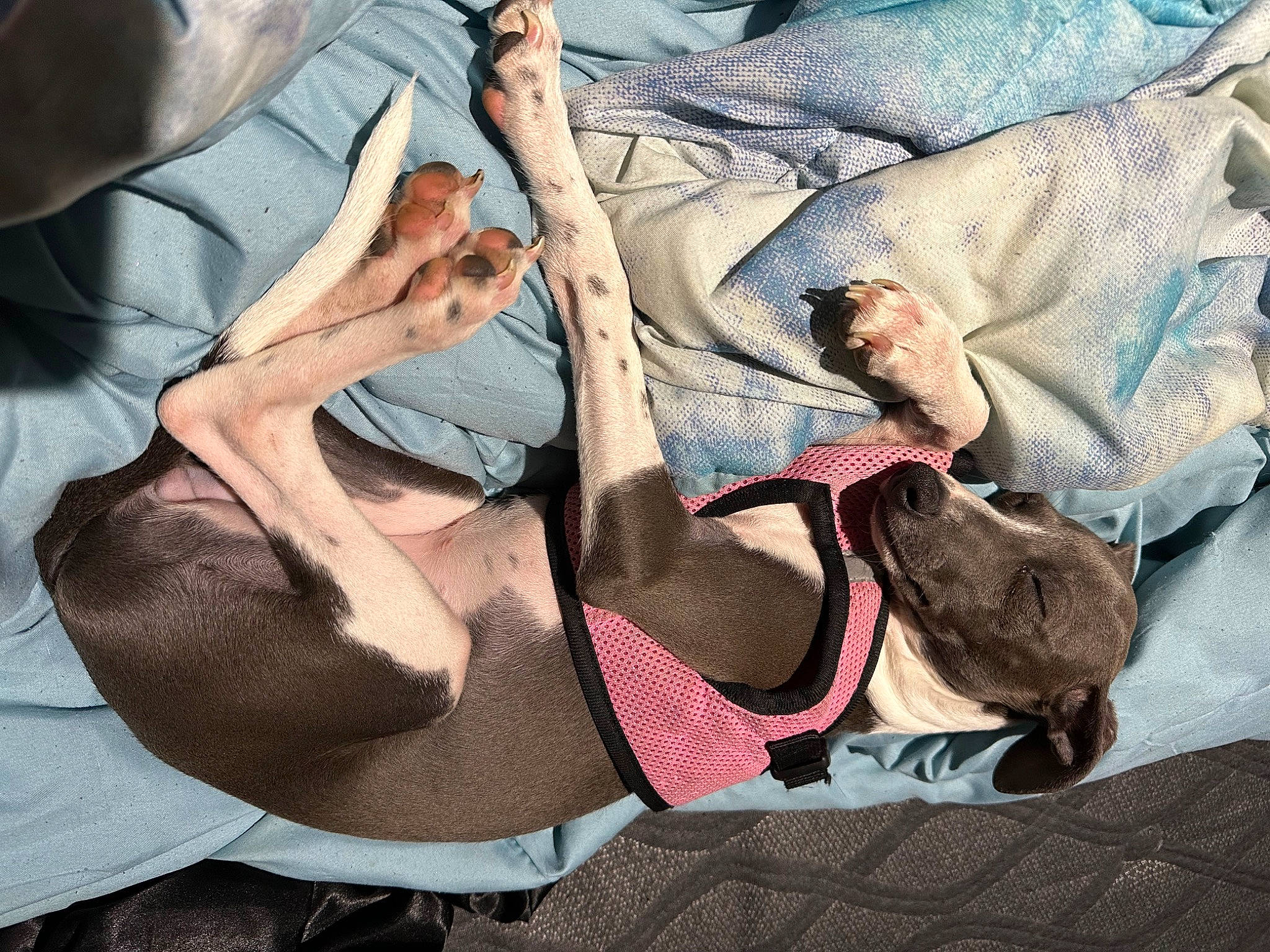 Lulu is registered to the contest to win money with this photo: abdomen, barechested, bed, chest, comfort, denim, elbow, gesture, human_leg, knee, leg, linens, nail, neck, shorts, sportswear, t_shirt, thigh, trunk, waist