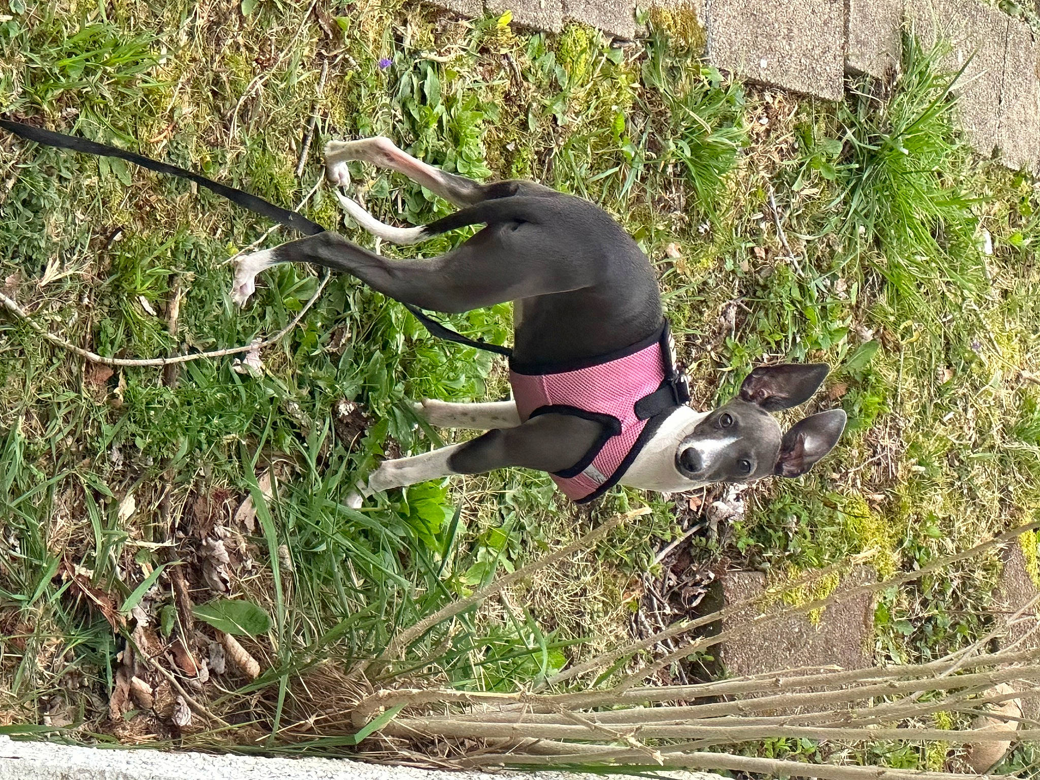 Lulu joined the competition — help win amazing prizes! adventure, canidae, carnivore, collar, comfort, companion_dog, dog, dog_breed, dog_supply, fawn, grass, hunting_dog, non_sporting_group, pet_supply, plant, recreation, sporting_group, tail, terrestrial_animal, working_animal