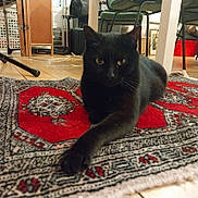 Moumoune participe au concours pour gagner de l'argent avec cette photo : black_cat, cat, pet, indoor, rug, red_rug, wooden_floor, furniture, paw, stretching, animal, domestic_cat, mammal, floor, home, cozy, relaxed, lying_down, whiskers, ears