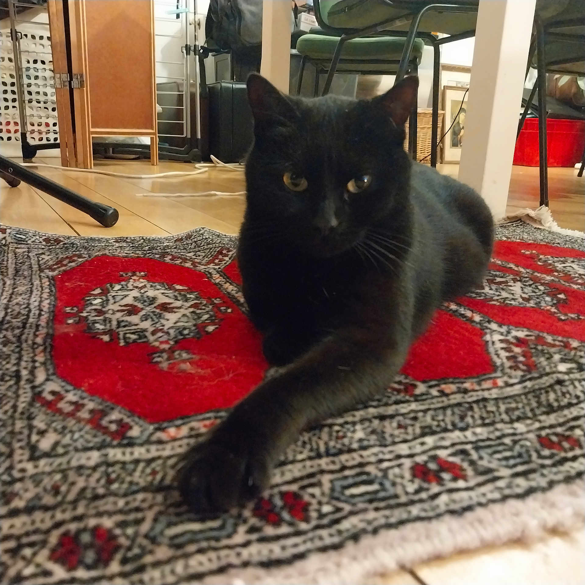 Moumoune participe au concours pour gagner de l'argent avec cette photo : black_cat, cat, pet, indoor, rug, red_rug, wooden_floor, furniture, paw, stretching, animal, domestic_cat, mammal, floor, home, cozy, relaxed, lying_down, whiskers, ears