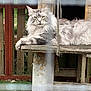 Bear is registered to the contest to win money with this photo: cat, fluffy, wooden_platform, fence, outdoor, animal, pet, resting, shelter, greenery, grass, rope, nature, portrait, feline, relaxed, fur, eyes, whiskers, daylight