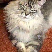 Bear is registered to the contest to win money with this photo: cat, fluffy, long_hair, carpet, indoor, pet, animal, relaxed, lying_down, feline, gray, white, green_eyes, whiskers, ears, paws, cozy, home, fur, portrait