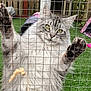 Bear joined the competition — help win amazing prizes! cat, fluffy, gray_cat, wire_fence, outdoor, grass, yellow_eyes, animal, pet, curious, paws, playful, enclosure, feline, closeup, whiskers, ears, claws, nature, daylight