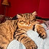 blanket, cat, closeup, comfortable, cozy, domestic, feline, fluffy, fur, indoor, lamp, mammal, paw, pet, red_wall, relaxing, resting, sleeping, striped, tabby