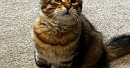 Mika is registered to the contest to win money with this photo: adorable, animal, carpet, cat, curious, cute, domestic, ears, feline, fur, indoor, kitten, paws, pet, sitting, small, tabby, tail, whiskers, young