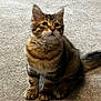 Mika is registered to the contest to win money with this photo: kitten, cat, tabby, fur, carpet, pet, young, cute, whiskers, ears, paws, tail, indoor, animal, feline, sitting, curious, adorable, small, domestic