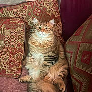 Mika joined the competition — help win amazing prizes! cat, close_up, couch, cozy, cushion, fluffy_cat, fur, home_interior, indoor, long_hair, patterned_fabric, paws, pet, portrait, relaxed, sitting, sofa, tabby_cat, tail, whiskers