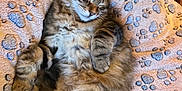 Mika is registered to the contest to win money with this photo: kitten, sleeping, tabby, cat, fluffy, pet, animal, cozy, blanket, paw_print, fur, cute, resting, indoor, soft, relaxed, small, adorable, domestic_cat, feline