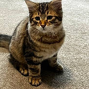 Mika joined the competition — help win amazing prizes! cat, kitten, tabby, feline, pet, animal, whiskers, carpet, cute, sitting, fur, indoor, young, small, mammal, domestic, portrait, eyes, tail, paws