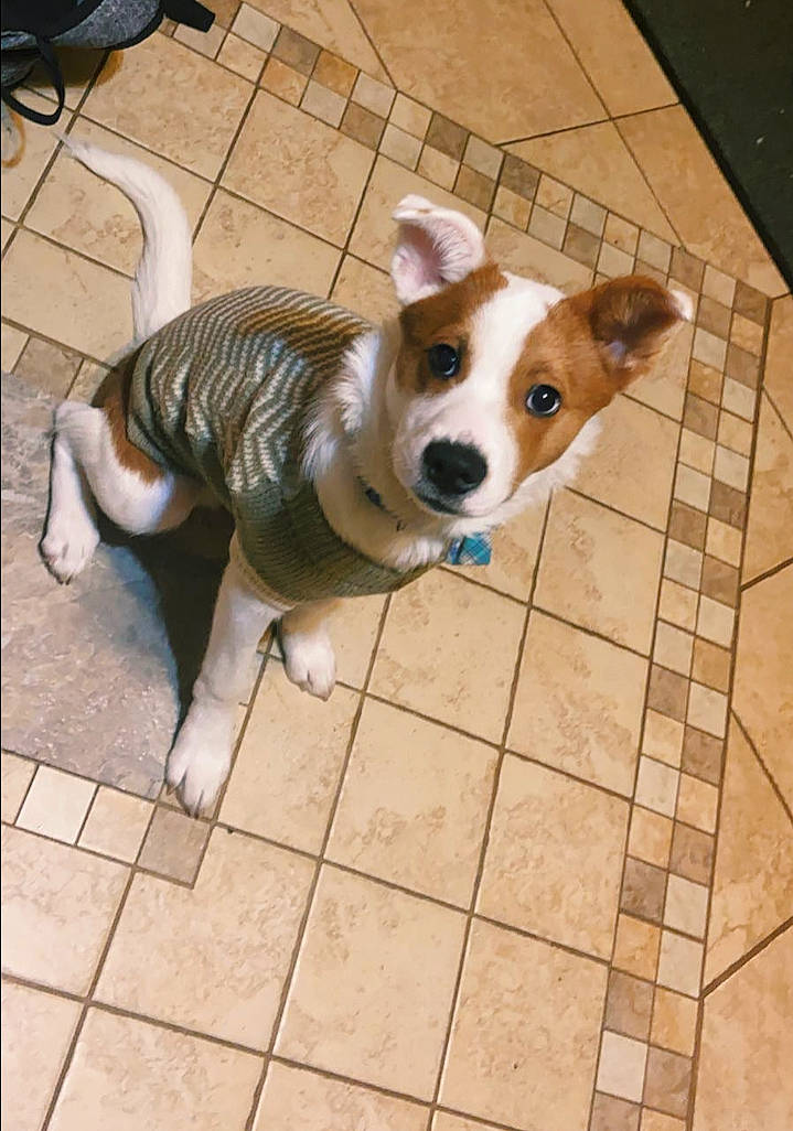 Neo is registered to the contest to win money with this photo: canidae, carnivore, collar, companion_dog, dog, dog_breed, dog_clothes, dog_supply, fawn, floor, flooring, fur, leash, sidewalk, snout, sporting_group, tail, toy_dog, whiskers, working_animal