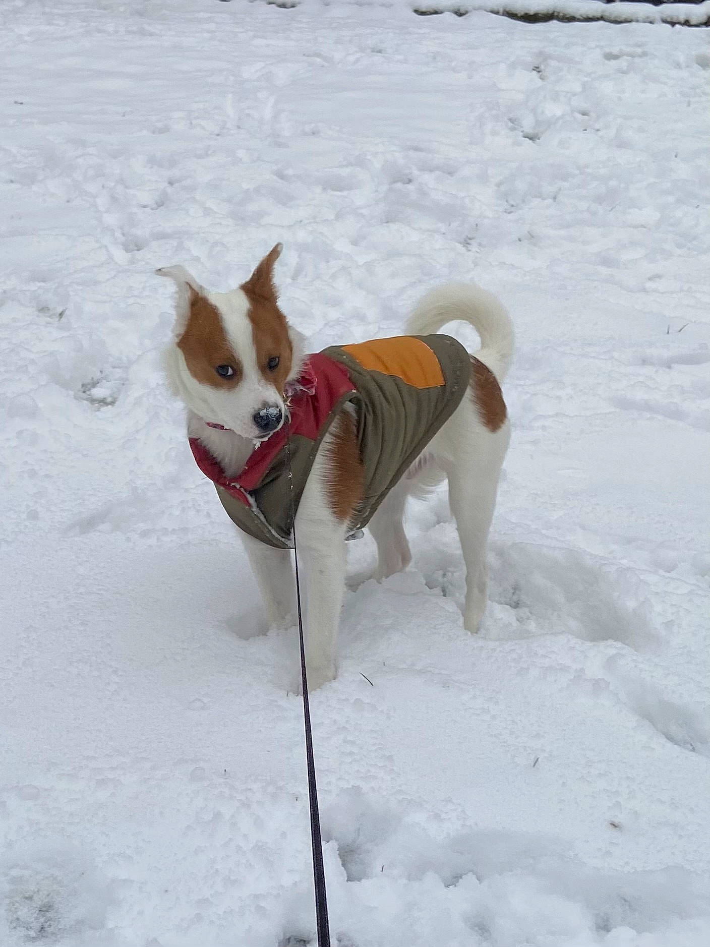 Neo is registered to the contest to win money with this photo: ancient_dog_breeds, canidae, carnivore, collar, companion_dog, dog, dog_breed, dog_supply, fawn, freezing, hound, hunting_dog, pet_supply, recreation, snow, sporting_group, tail, winter, working_animal, working_dog