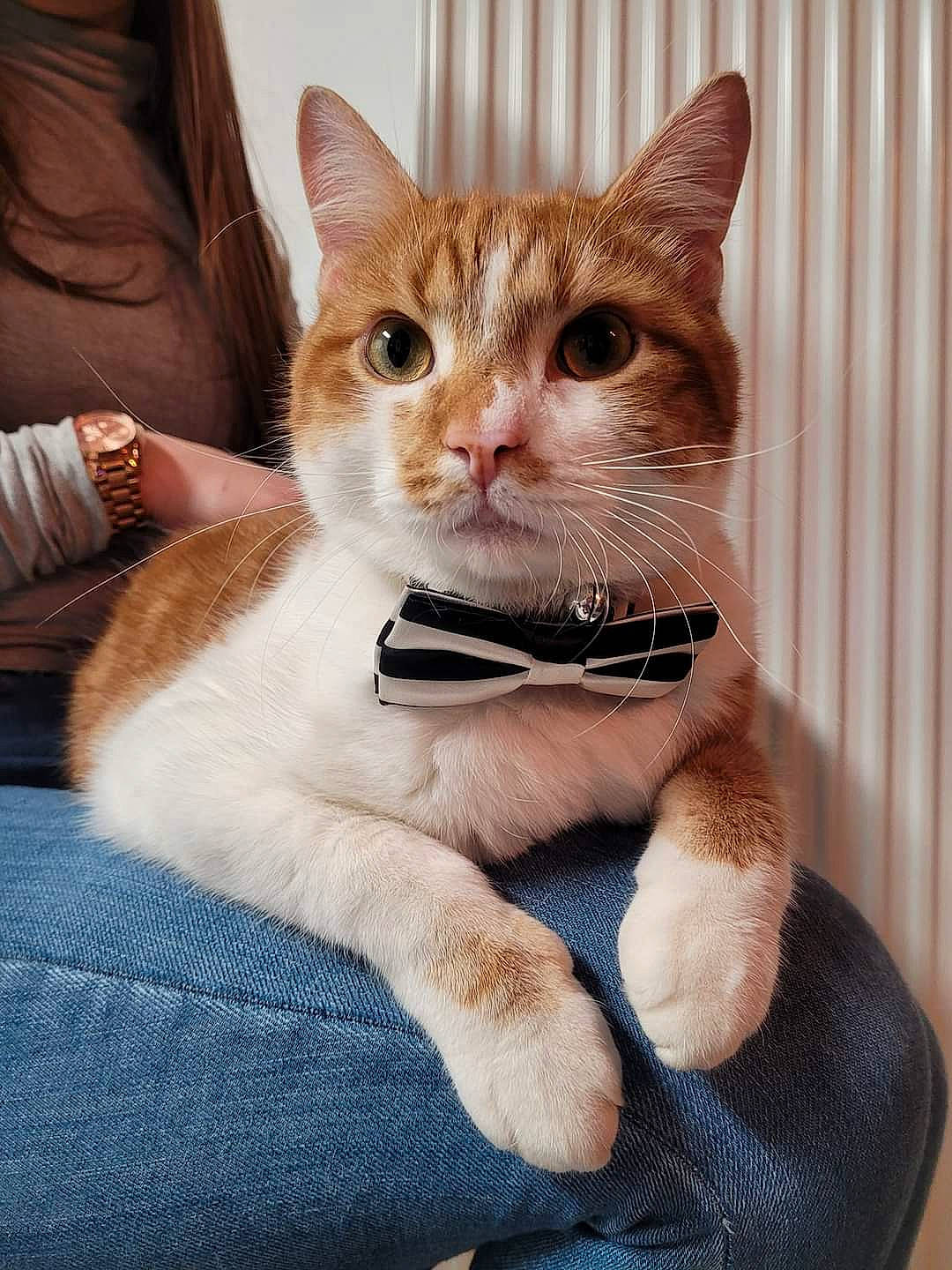 Minou participe au concours pour gagner de l'argent avec cette photo : box, carnivore, cat, cat_supply, claw, collar, comfort, domestic_short_haired_cat, fawn, felidae, fur, gesture, paw, pet_supply, photo_caption, sitting, small_to_medium_sized_cats, snout, tail, whiskers