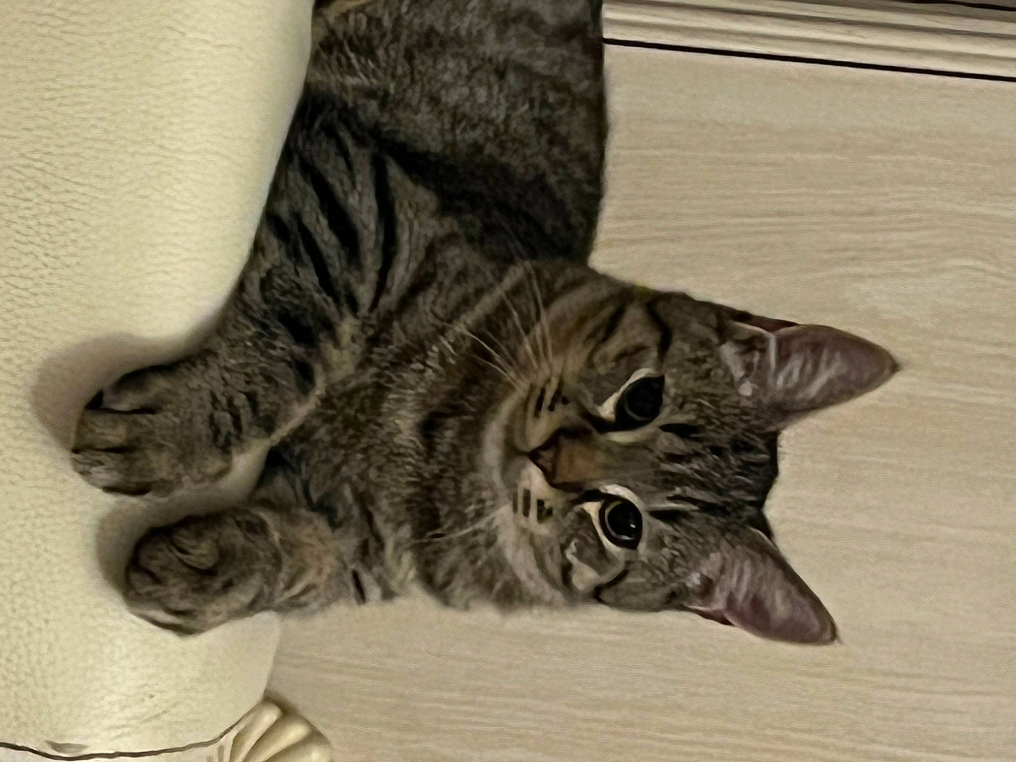 Kyra participe au concours pour gagner de l'argent avec cette photo : carnivore, cat, claw, comfort, domestic_short_haired_cat, felidae, foot, fur, grey, human_leg, metal, monochrome, monochrome_photography, paw, small_to_medium_sized_cats, snout, tail, terrestrial_animal, whiskers, wood